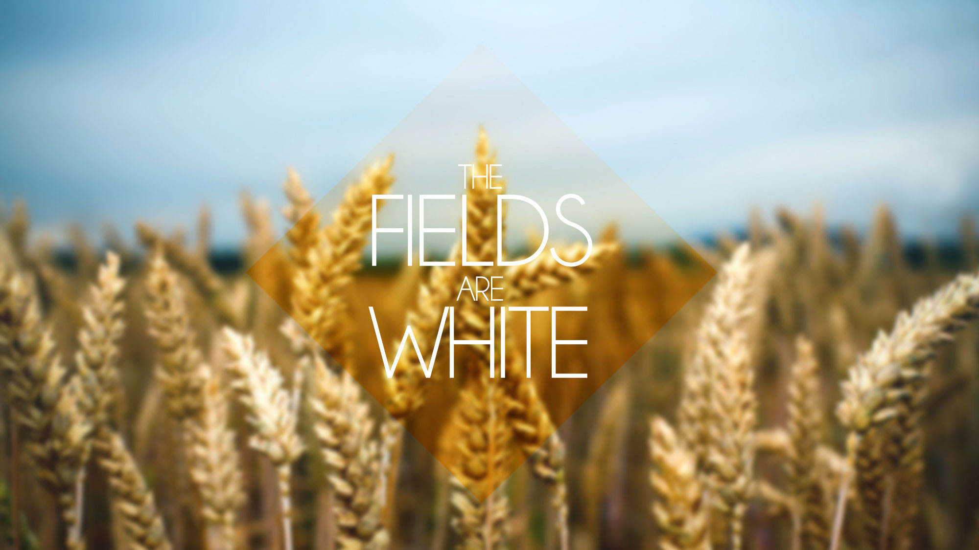 The Fields Are White